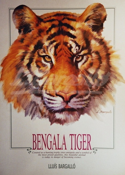 Bengala Tiger Marcat.JPG