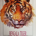 Bengala Tiger Marcat