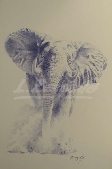 Elefant gener 12-  49x30 cm_M.JPG