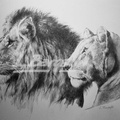 LLe   i lleona